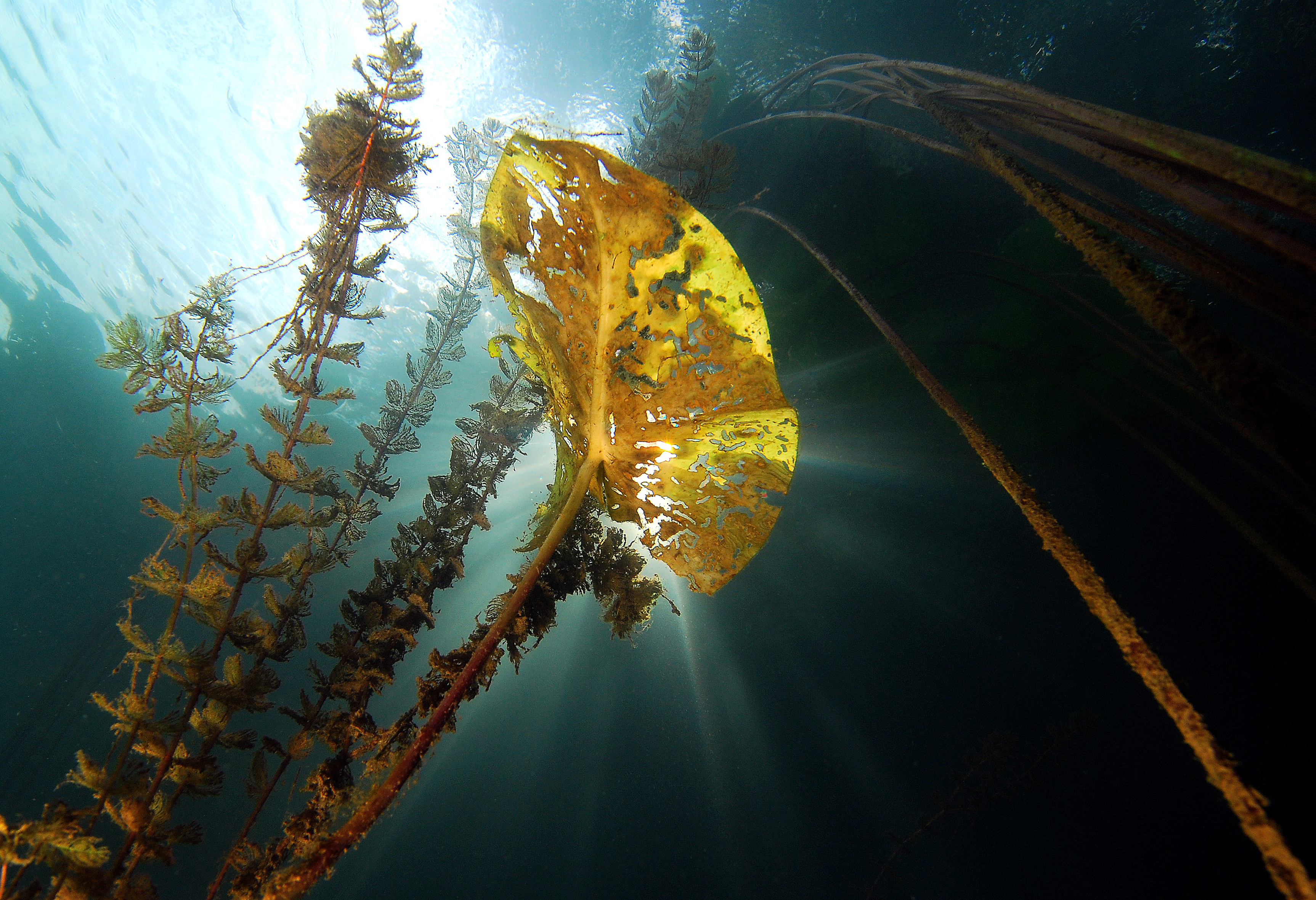 UW-Landschaft im Baggersse Linkenheim