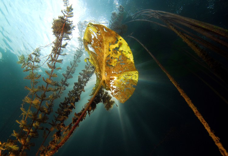 UW-Landschaft im Baggersse Linkenheim